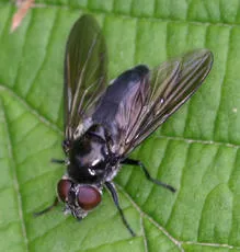 Cheilosia variabilis - photo 2