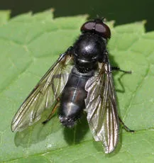 Cheilosia variabilis - photo 3