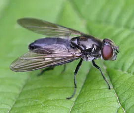 Cheilosia variabilis - photo 4