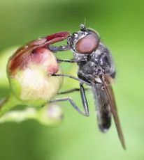 Cheilosia variabilis - photo 5