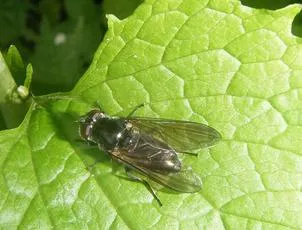 Cheilosia variabilis - photo 6