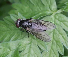 Cheilosia variabilis - photo 7
