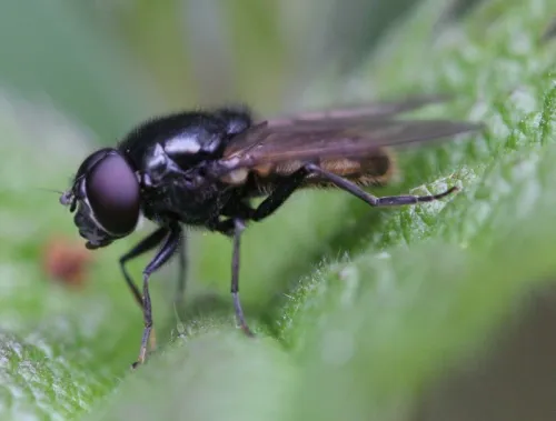 Cheilosia variabilis - photo 8