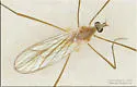 Cheilotrichia stigmatica - photo 3