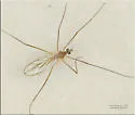 Cheilotrichia stigmatica - photo 4