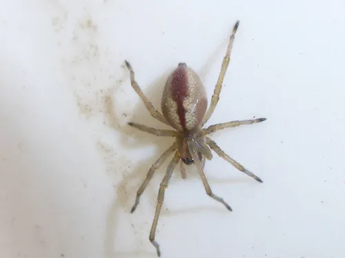 Cheiracanthium erraticum