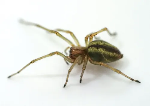 Cheiracanthium erraticum - photo 2