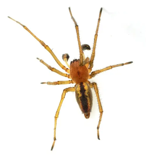 Cheiracanthium erraticum - photo 3