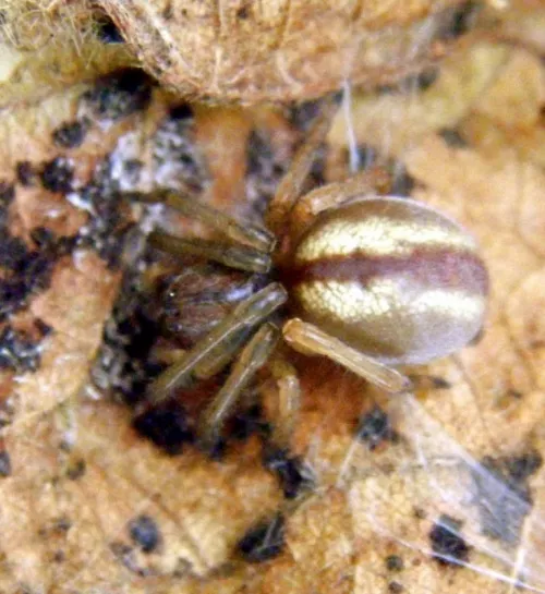 Cheiracanthium erraticum - photo 5
