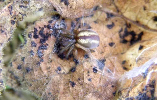 Cheiracanthium erraticum - photo 6