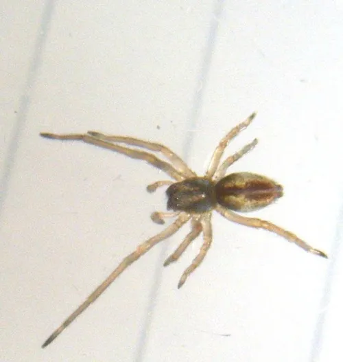 Cheiracanthium erraticum - photo 7
