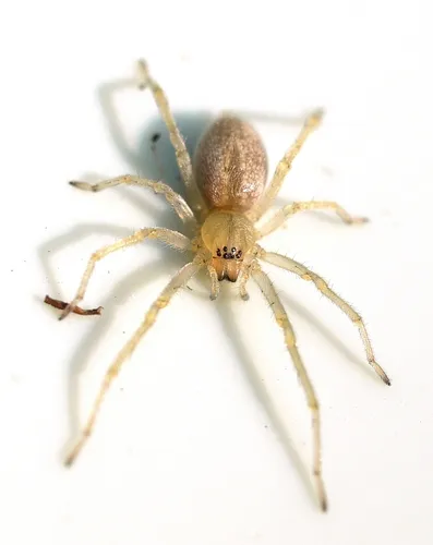 Agrarian Sac Spider - photo 3