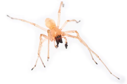 Agrarian Sac Spider - photo 4