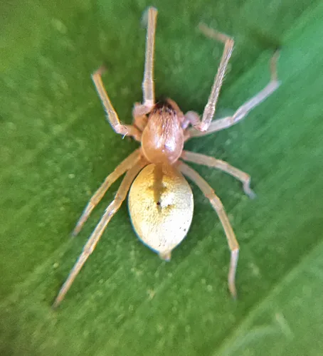 Agrarian Sac Spider - photo 5