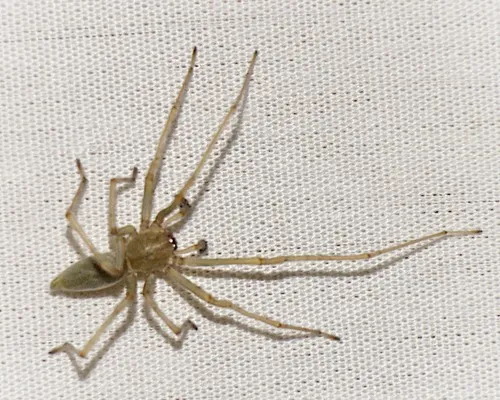 Agrarian Sac Spider - photo 6
