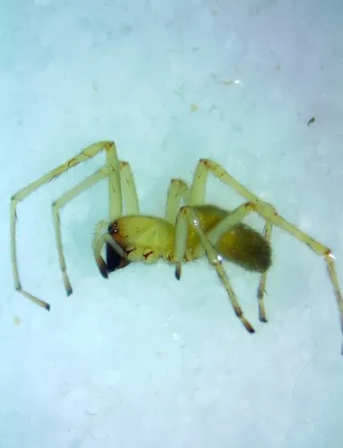 Agrarian Sac Spider - photo 7