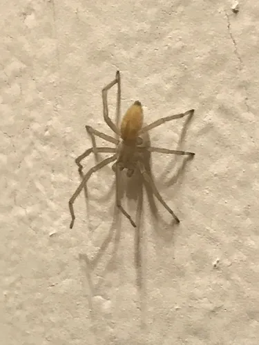 Agrarian Sac Spider - photo 8
