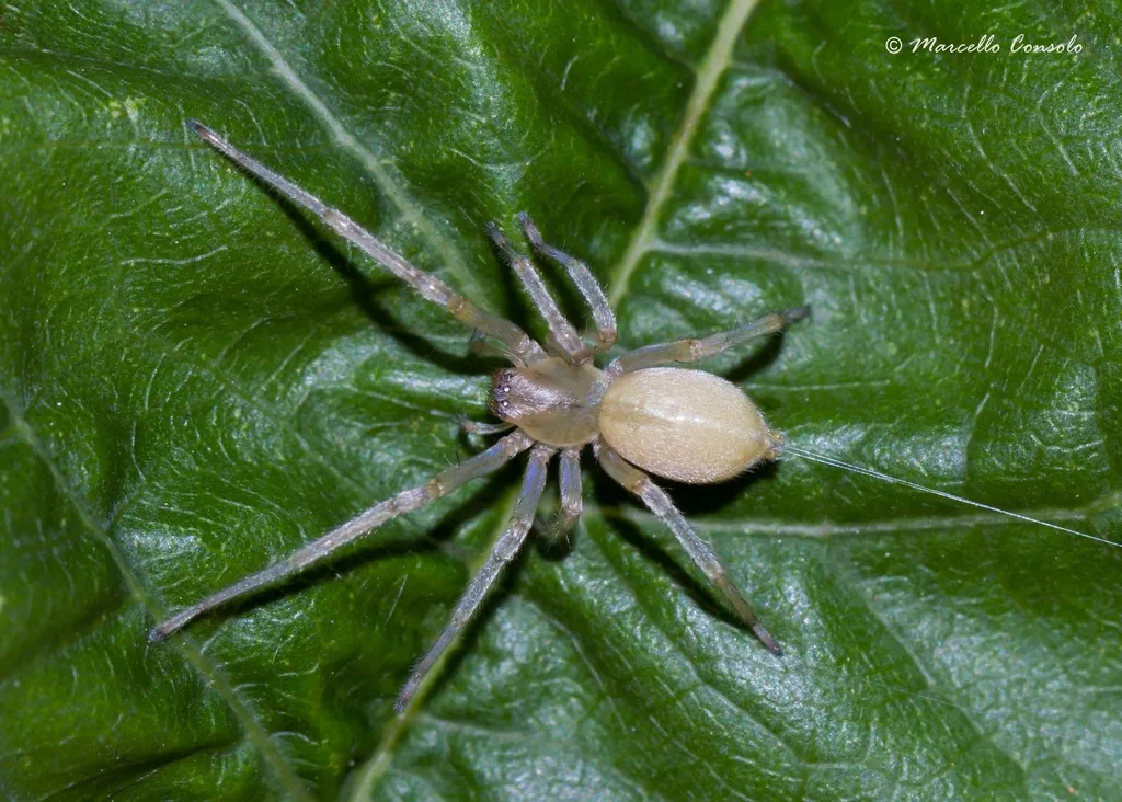 Cheiracanthium mildei - photo 2