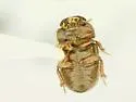 Cheirodes californicus