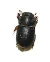Cheirodes californicus - photo 2