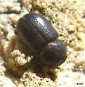 Cheirodes californicus - photo 3
