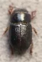 Cheirodes californicus - photo 4