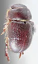 Cheirodes californicus - photo 5