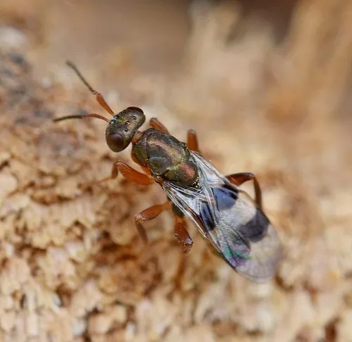 Cheiropachus quadrum