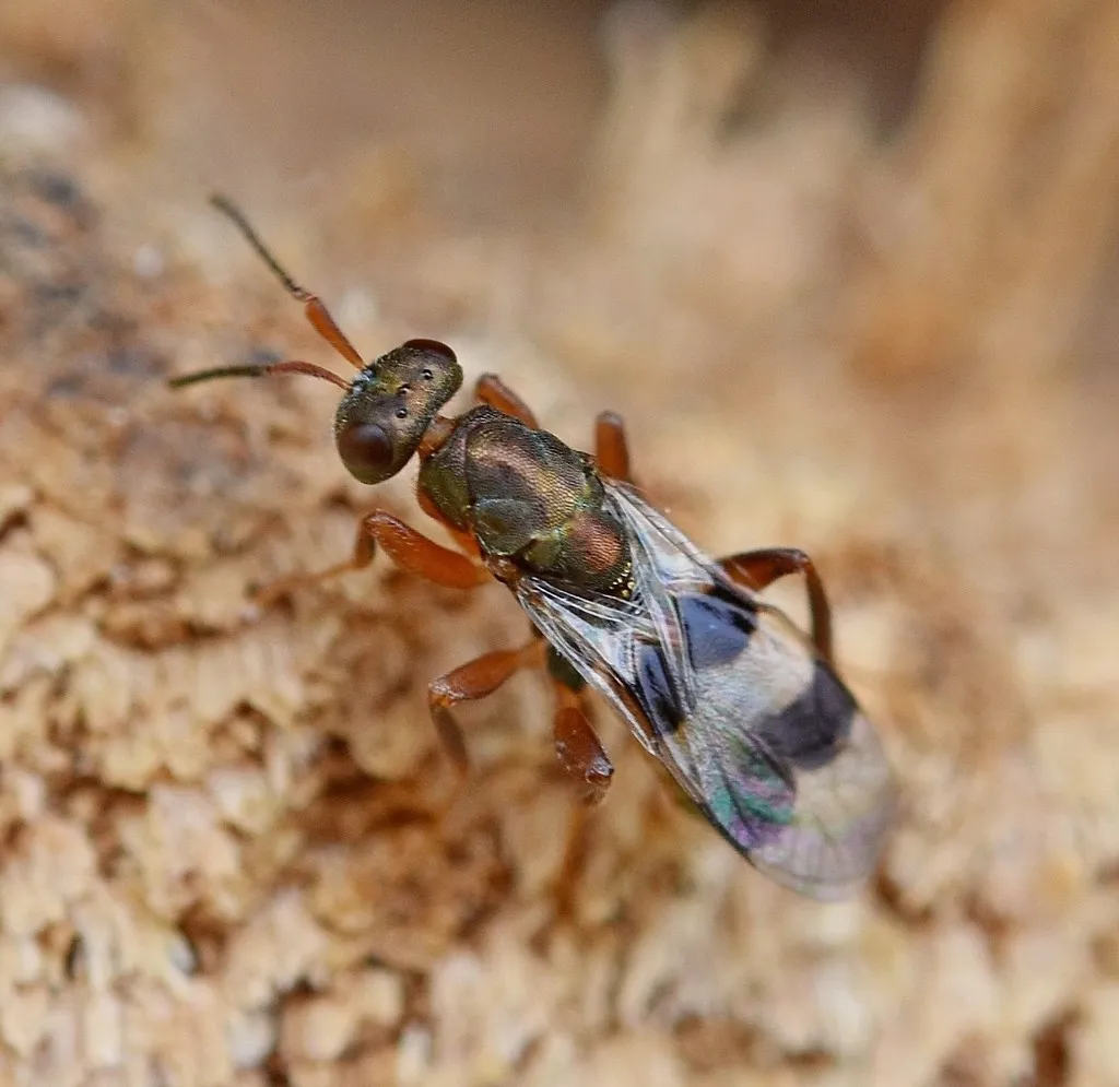 Cheiropachus quadrum - photo 2
