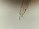 Cheirotoma spatulata