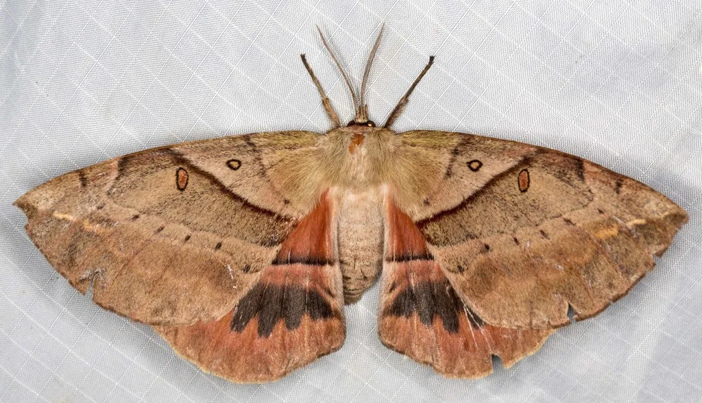 White-stemmed Acacia Moth - photo 2