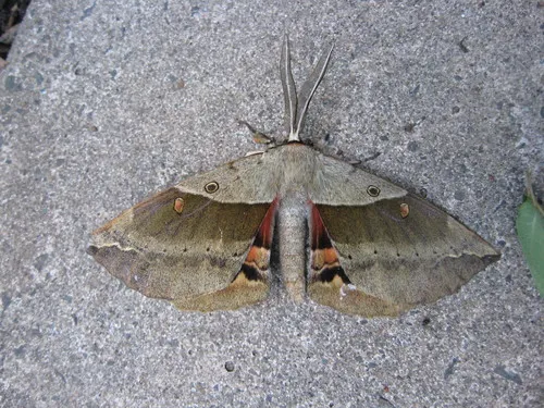 White-stemmed Acacia Moth - photo 6