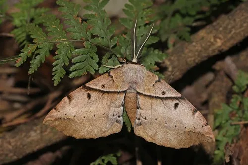 White-stemmed Acacia Moth - photo 7