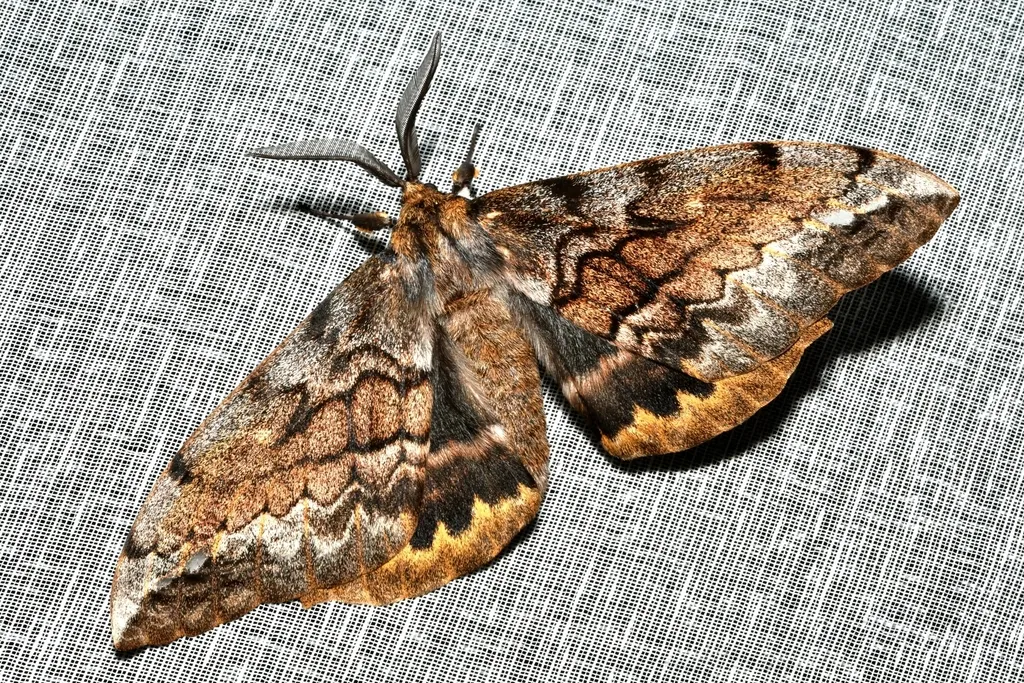 Batwing Moth - photo 2