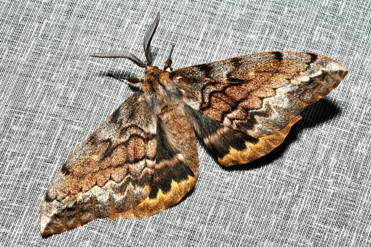 Batwing Moth - photo 3