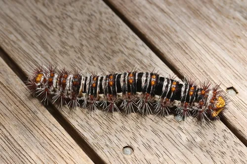 Batwing Moth - photo 5