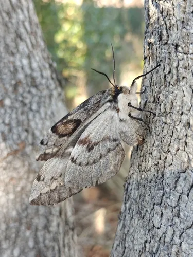 Batwing Moth - photo 6