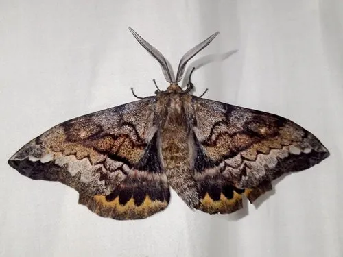 Batwing Moth - photo 8