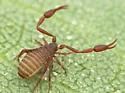 House Pseudoscorpion