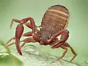 House Pseudoscorpion - photo 2