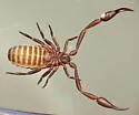 House Pseudoscorpion - photo 3