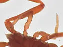 House Pseudoscorpion - photo 4