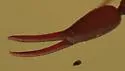 House Pseudoscorpion - photo 5
