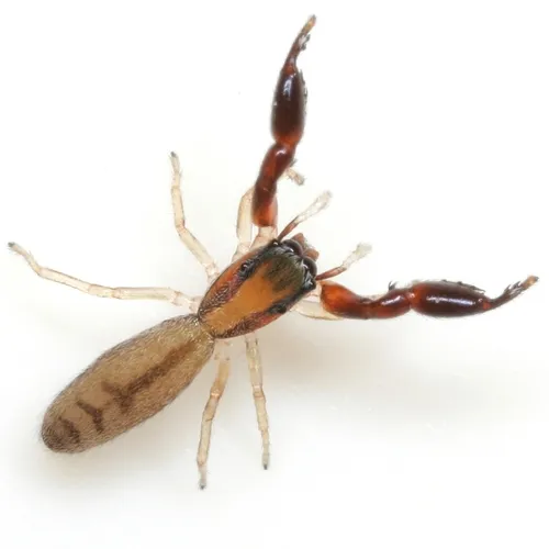 Cheliferoides longimanus