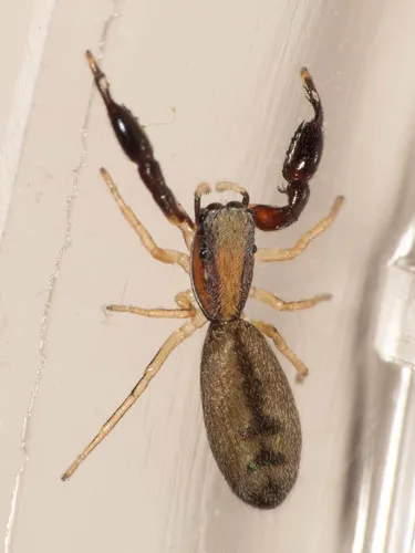 Cheliferoides longimanus - photo 2