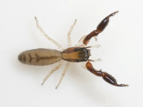 Cheliferoides longimanus - photo 3