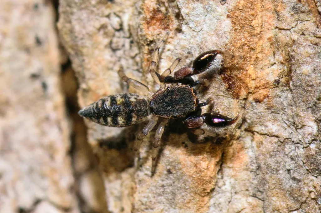 Cheliferoides segmentatus - photo 2