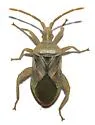 Chelinidea hunteri
