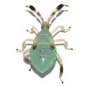 Chelinidea hunteri - photo 2
