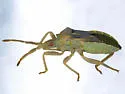 Chelinidea hunteri - photo 5